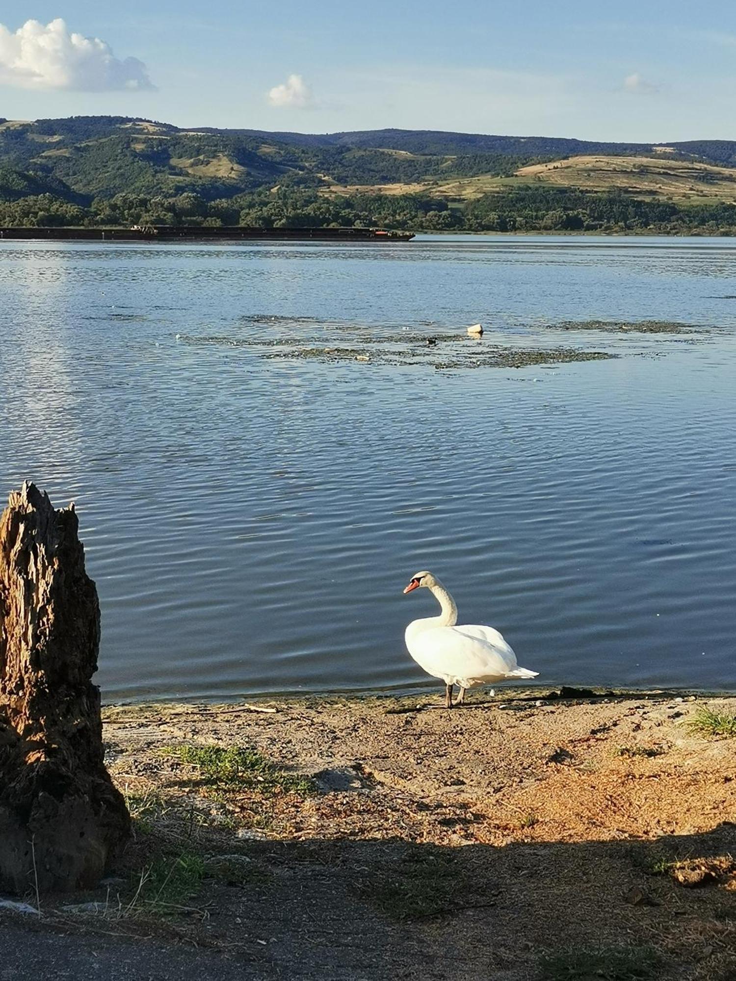 Apartmani Pinkum Veliko Gradiste Bagian luar foto